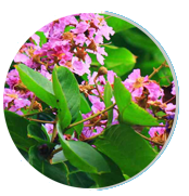 Gluco Extend Ingredients